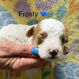 Frosty - White male Cavapoo puppy in Greensburg, Kentucky from Doodle Me Crazy