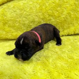 Pink girl - Brindle female Boxer puppy in Marion, Montana from Serendipity's European Boxers