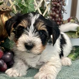 Harley - Black tan and white male Biewer Terrier puppy in Oklahoma from Rocky Oak Cavaliers & Biewer Terriers LLC