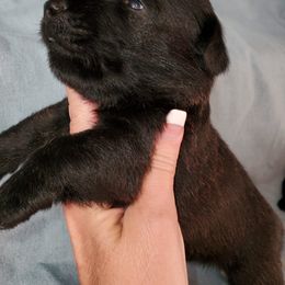 Scottish Terrier Puppies from Cavern Kennels