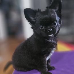 AKC Brave Boss - Black male Chihuahua puppy in Brooklyn, New York from Nadezhda's Chihuahuas