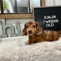 Bo Peep - Dapple female Dachshund puppy in Goodyear, Arizona from AZ Low Life Doxies