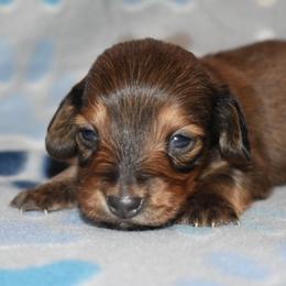 Dachshund Puppies from Sparkles & Spurs Mini Dachshunds