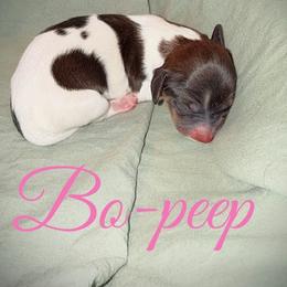 Bo-peep - Piebald female Dachshund puppy in Paso Robles, California from Drift & Dash Dachshunds