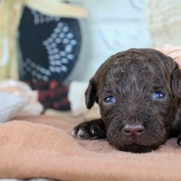 Pink collar - Chocolate female Goldendoodle puppy in Plattsburgh, New York from Adirondack Poodles Goldendoodles,Bernedoodles & Schnoodles