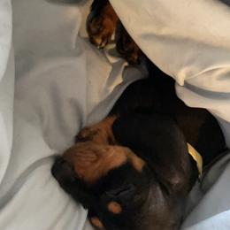 Dachshund Puppies from Hursh’s Hounds