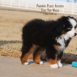Miniature Australian Shepherd Puppies from Parsons Place Aussies