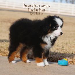Miniature Australian Shepherd Puppies from Parsons Place Aussies