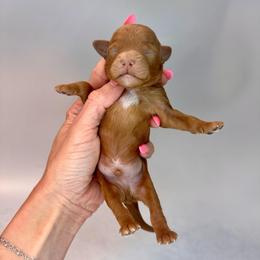 Woody - Red  male Goldendoodle puppy in Hot Springs, Arkansas from Hot Springs Kennels