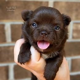 Julep - Chocolate and white female Chihuahua puppy in Michigan from Fanciful Thrills Kennel