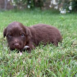 Milo - Red tri-color male Australian Shepherd puppy in Mount Vernon, Texas from RJ's Aussie Posse
