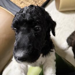 Service dog lines Black and white parti - Parti male Poodle puppy in Maryland from Hernwood Heelers & Poodles