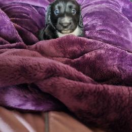 Dachshund Puppies from A&R Dachshund