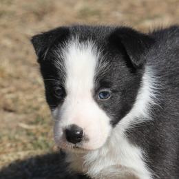 Janai - Black female Border Collie puppy in Tiskilwa, Illinois from First Harmony Farms