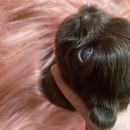 Shih Tzu Puppies from Seaside Shih Tzu Cottage