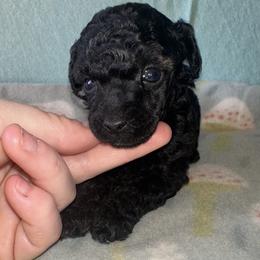 Rome - Phantom male Poodle puppy in Travelers Rest, South Carolina from Cotton Top