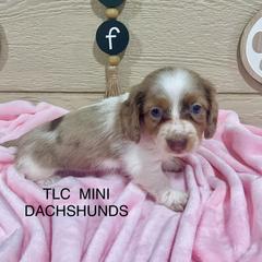 Dachshund Puppies from TLC Mini Dachshunds