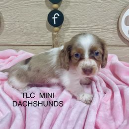 Dachshund Puppies from TLC Mini Dachshunds