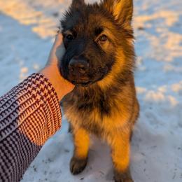Wilma - Sable female German Shepherd puppy in Kingsley, Michigan from Legacy German Shepherds