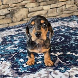 Sport - Dapple male Dachshund puppy in Signal Mountain, Tennessee from Hot Diggity Doxens