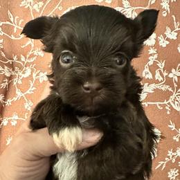 Zoey - Chocolate female Havanese puppy in Arizona from HavaDoggie