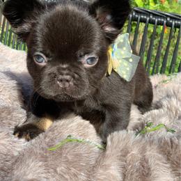 Chocolate - Black and tan female French Bulldog puppy in Minneapolis, Minnesota from Flyazz Frenchies Kennels