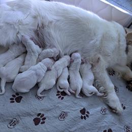 3RD Pick Male - Light golden male Golden Retriever puppy in Pasadena, Maryland from Promise Land