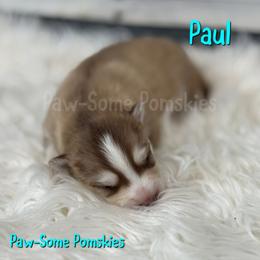 Paul - Red and white male Pomsky puppy in Krum, Texas from Paw-Some Pomskies