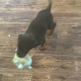 Buttons - Black and rust female Beauceron puppy in Patten, Maine from Beaucerons De La Valle Katahdin