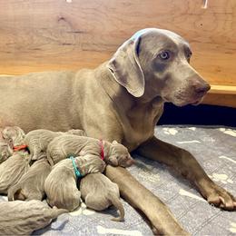 Teal Collar - Silver gray female Weimaraner puppy in Sevierville, Tennessee from K&K Weimaraners