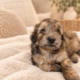 Boy 1 - Blue merle male Aussiedoodle puppy in Reno, Nevada from LittleLegacyDoodles