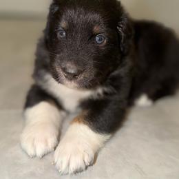 Boone - Black tri male Miniature Australian Shepherd puppy in Hillsboro, Texas from H&J Aussies