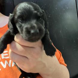 Araminta-Girl 2 - Black female Dachshund puppy in Bigfork, Minnesota from Dachshunds Up North