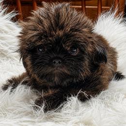 Brindle Female - Brindle female Shih Tzu puppy in Hillsdale, Michigan from Prairie Fen Farm