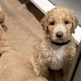 Goldendoodle Puppies from Denise Pound