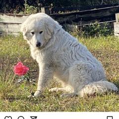 Ossie - Anatolian Pyrenees