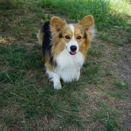 Mando  - Pembroke Welsh Corgi