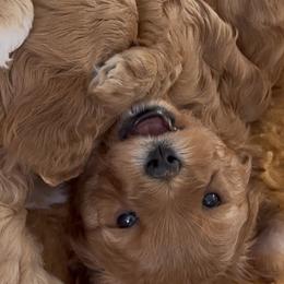 Cavapoo puppies from Good Looking Dogs