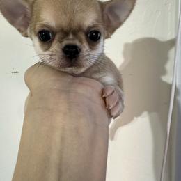Scout - Fawn brindled black male Chihuahua puppy in El Sobrante, California from Dolce Coco Chihuahuas