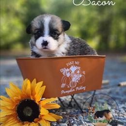 Bacon - Red male Pembroke Welsh Corgi puppy in Cameron, North Carolina from Butts Family Corgis