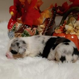 Shine On Me aka Shiner - Blue merle female Australian Shepherd puppy in Sparta, Tennessee from SugarWood Australian Shepherds