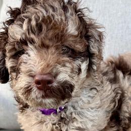 BELLA - Merle female Goldendoodle puppy in Maricopa, Arizona from AZ Designer Goldendoodles