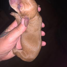 Boy 2 - Red male Dachshund puppy in Bowling Green, Kentucky from Rich’s Beautiful Dachshunds