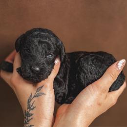 Rosie - Black female Poodle puppy in Midwest City, Oklahoma from Strawberry Hill Puppy Patch