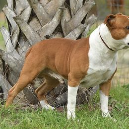 Staffordshire Bull Terriers from Coalminer's Kennel