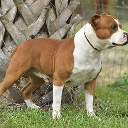 Staffordshire Bull Terriers from Coalminer's Kennel