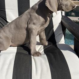 Weimaraner Puppies from Kennedy Weimaraners