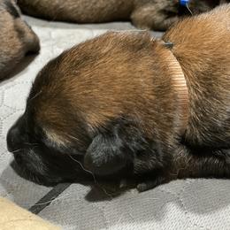Belgian Malinois and German Shepherd Puppies from Madhouse’s Belgian Malinois and German Shepherds