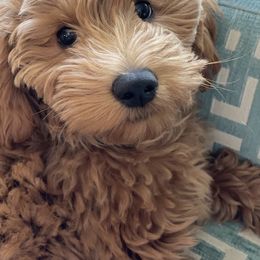 "updated picture on Blue (Now gucci blue)" Goldendoodle Puppies from Rylaarsdam Doodles
