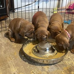 Vizsla Puppies from Highland Vizslas